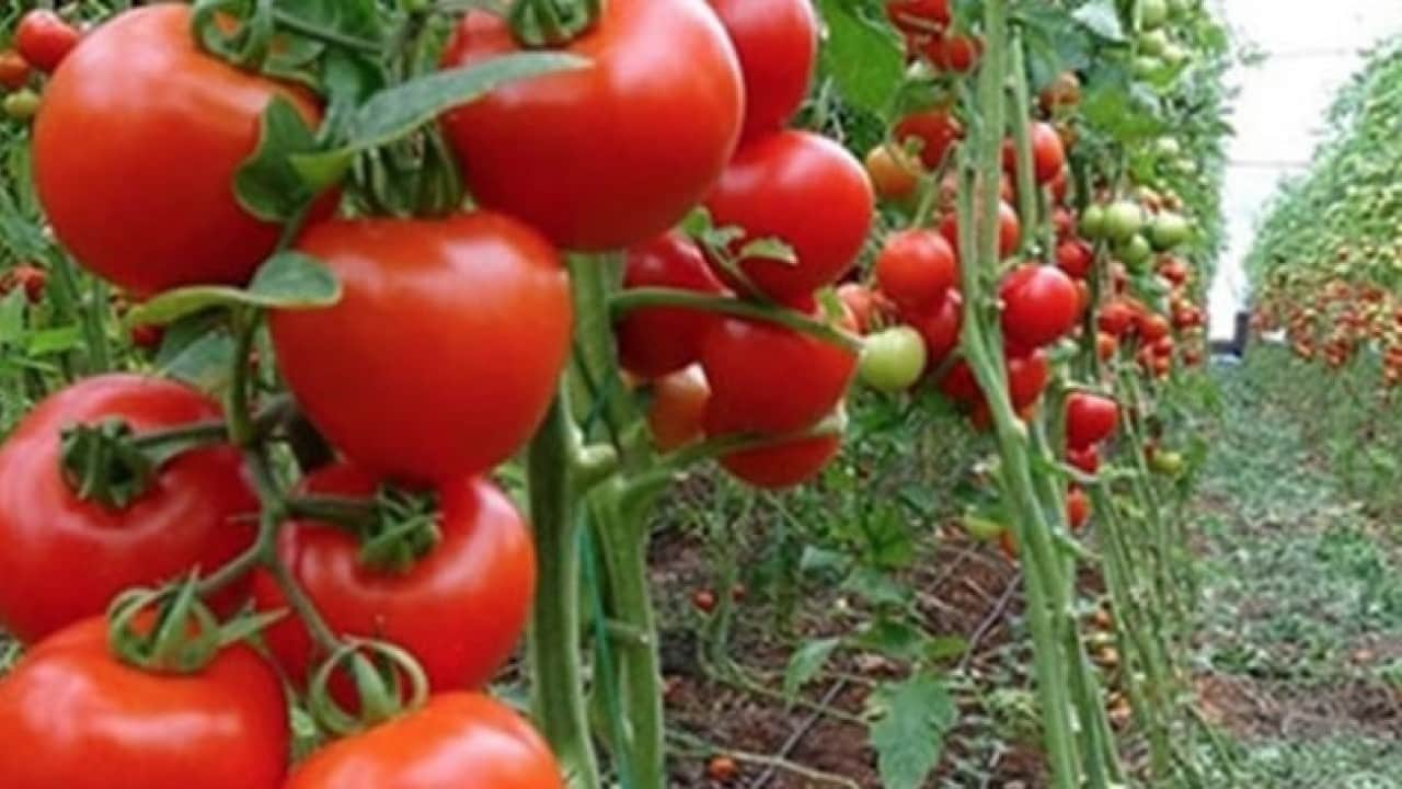 Foto - Çiftçilerden şok eden tehdit: Bir sene ekmeyiz