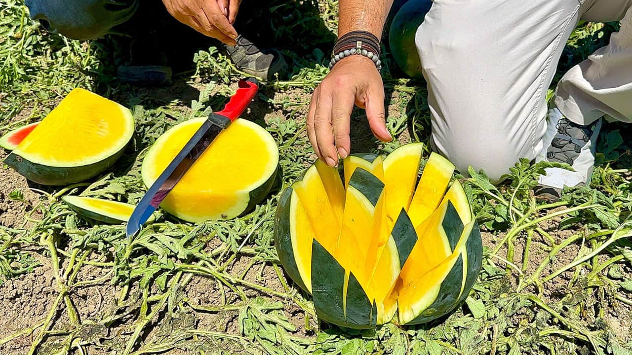 Foto - Çiftçinin ‘yüz güldüren’ yeni gözdesi: Sarı karpuz!