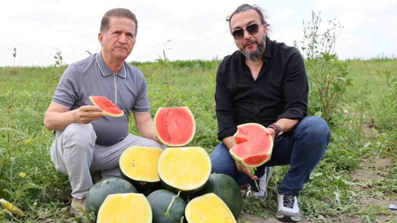 Foto - Çiftçinin ‘yüz güldüren’ yeni gözdesi: Sarı karpuz!