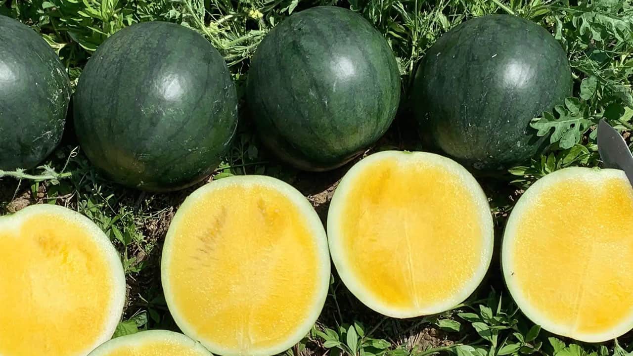 Çiftçinin ‘yüz güldüren’ yeni gözdesi: Sarı karpuz!