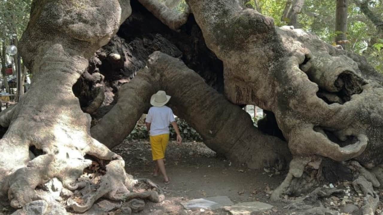 Foto - Cihan padişahının gölgesinde dinlendiği çınar 854 yıldır ayakta