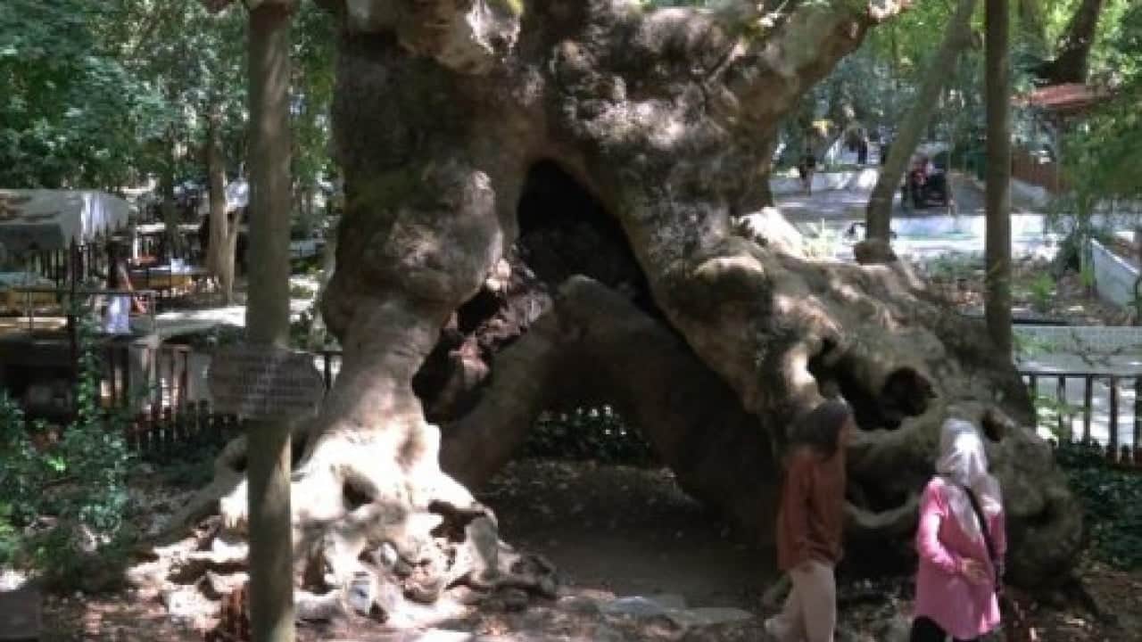 Foto - Cihan padişahının gölgesinde dinlendiği çınar 854 yıldır ayakta