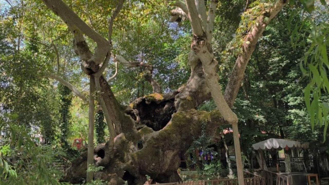 Foto - Cihan padişahının gölgesinde dinlendiği çınar 854 yıldır ayakta