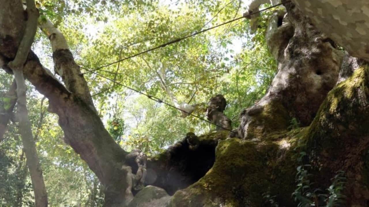 Foto - Cihan padişahının gölgesinde dinlendiği çınar 854 yıldır ayakta