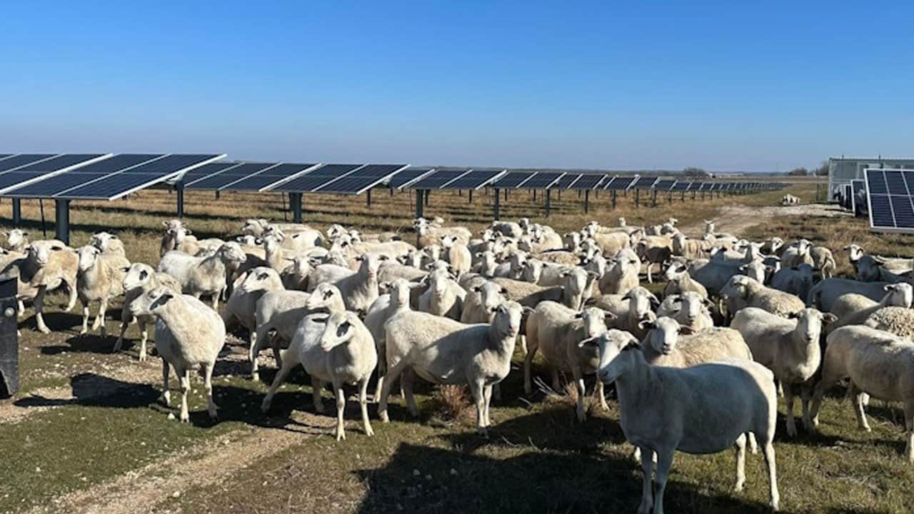 Foto - Çim biçme makinesi yerine binlerce koyun aldılar! Bakım maliyeti yüzde 80 düştü