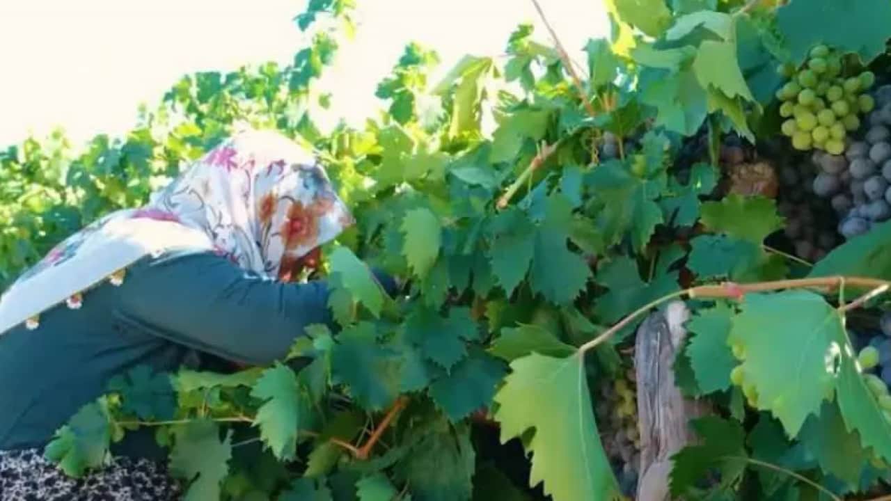 Cimin Üzümü’nün fiyatı yüzde 50 düştü! Hasat başladı, tadını bilen tezgaha koşuyor