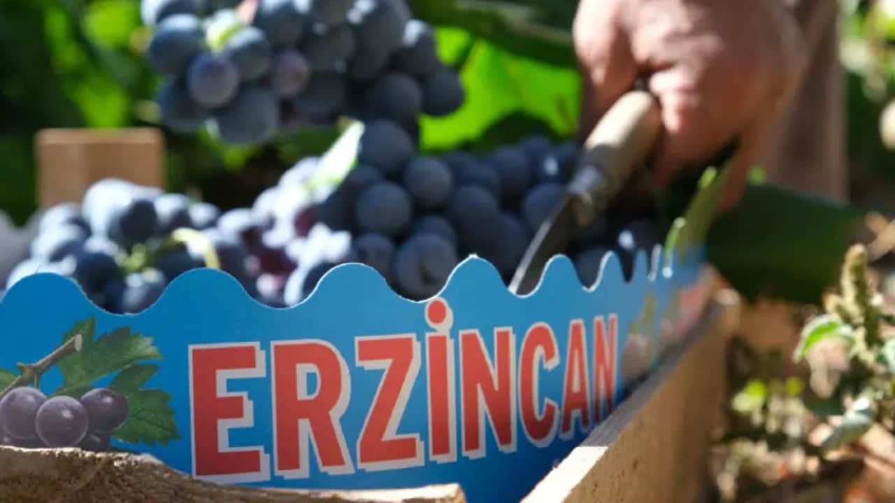 Foto - Cimin Üzümü’nün fiyatı yüzde 50 düştü! Hasat başladı, tadını bilen tezgaha koşuyor