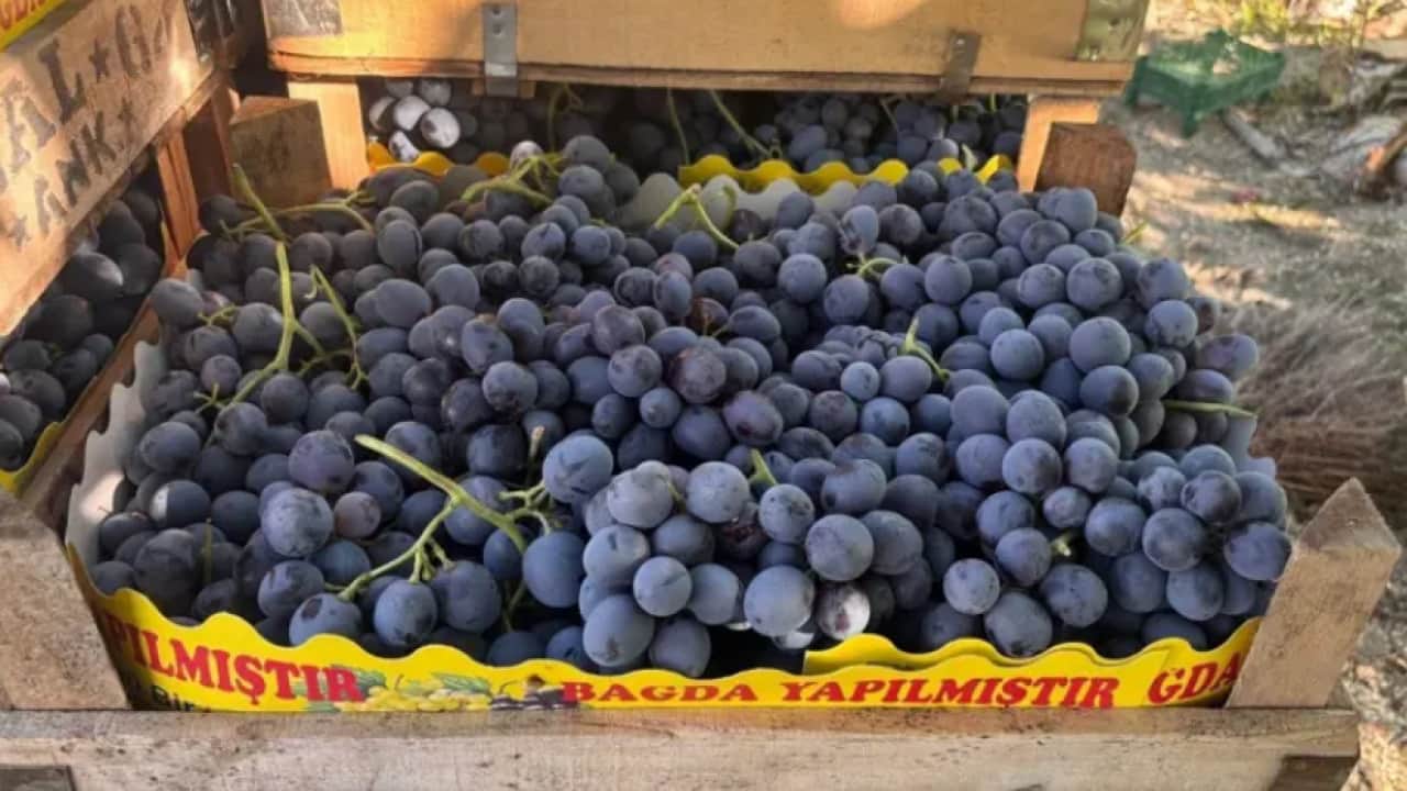 Foto - Cimin Üzümü’nün fiyatı yüzde 50 düştü! Hasat başladı, tadını bilen tezgaha koşuyor