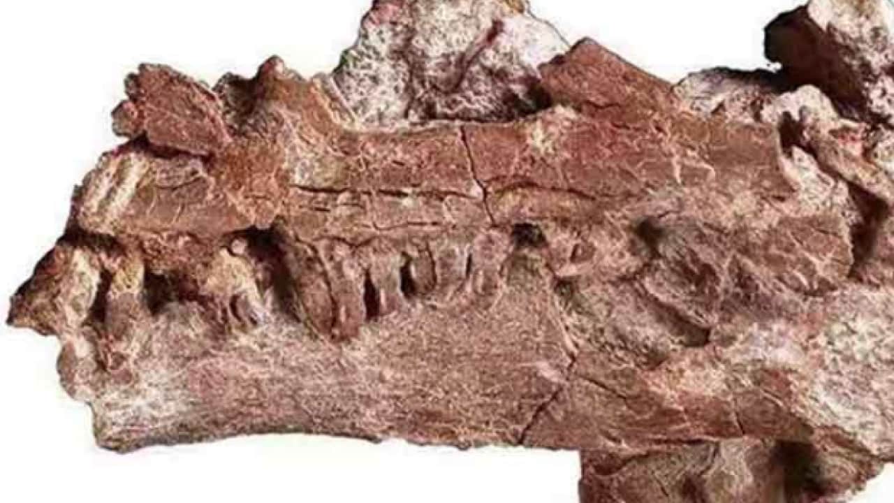 Foto - Çin yeni bir keşif yaptı, dinozor ayak izleri bulundu! Çin’in başarısı: Yaklaşık 200 milyon yıl öncesine ait