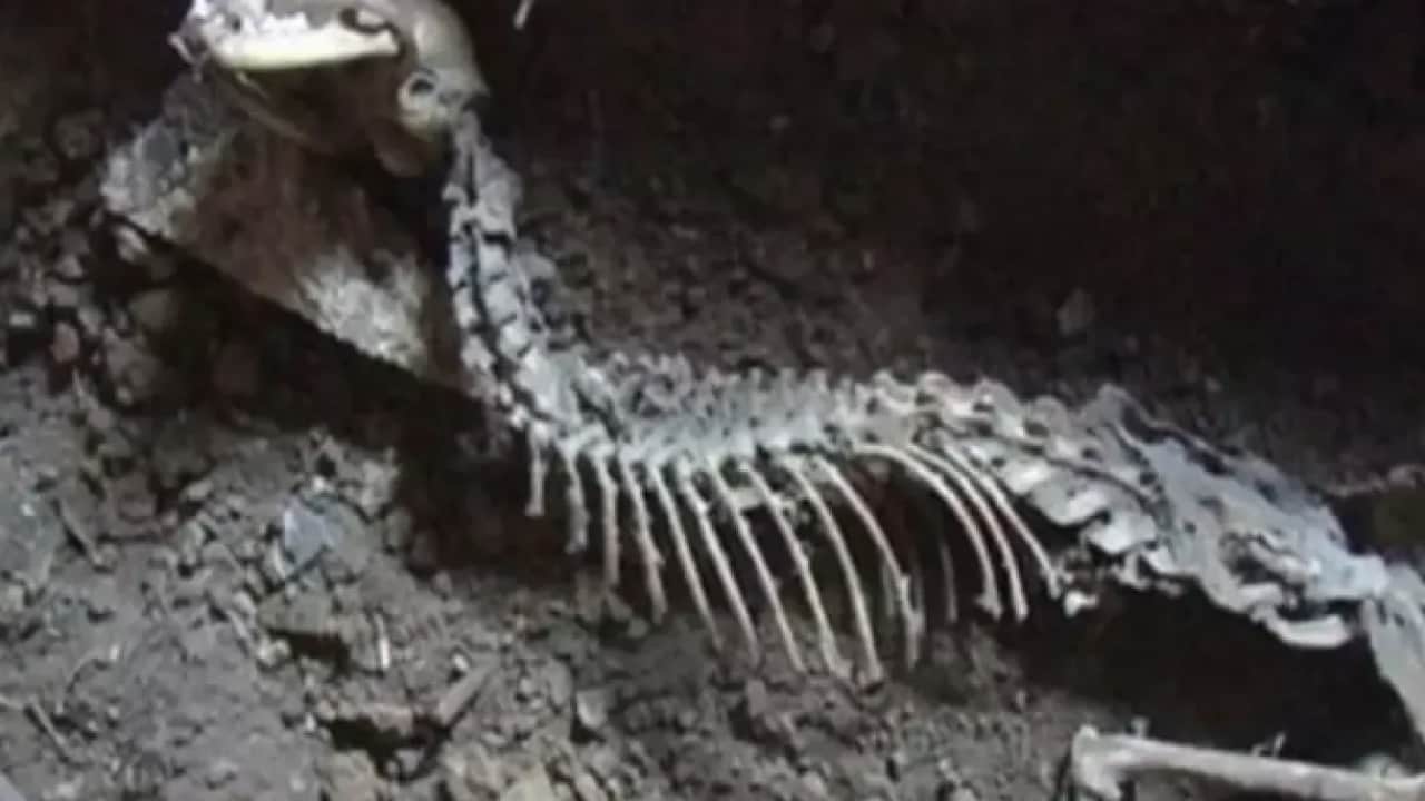 Foto - Çin yeni bir keşif yaptı, dinozor ayak izleri bulundu! Çin’in başarısı: Yaklaşık 200 milyon yıl öncesine ait