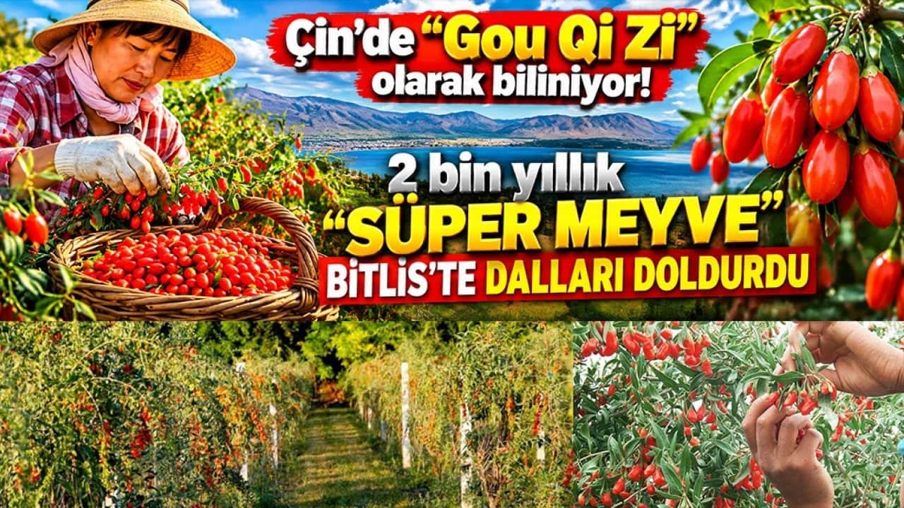 Çin’de "Gou Qi Zi" olarak biliniyor! 2 bin yıllık "süper meyve" Bitlis’te dalları doldurdu