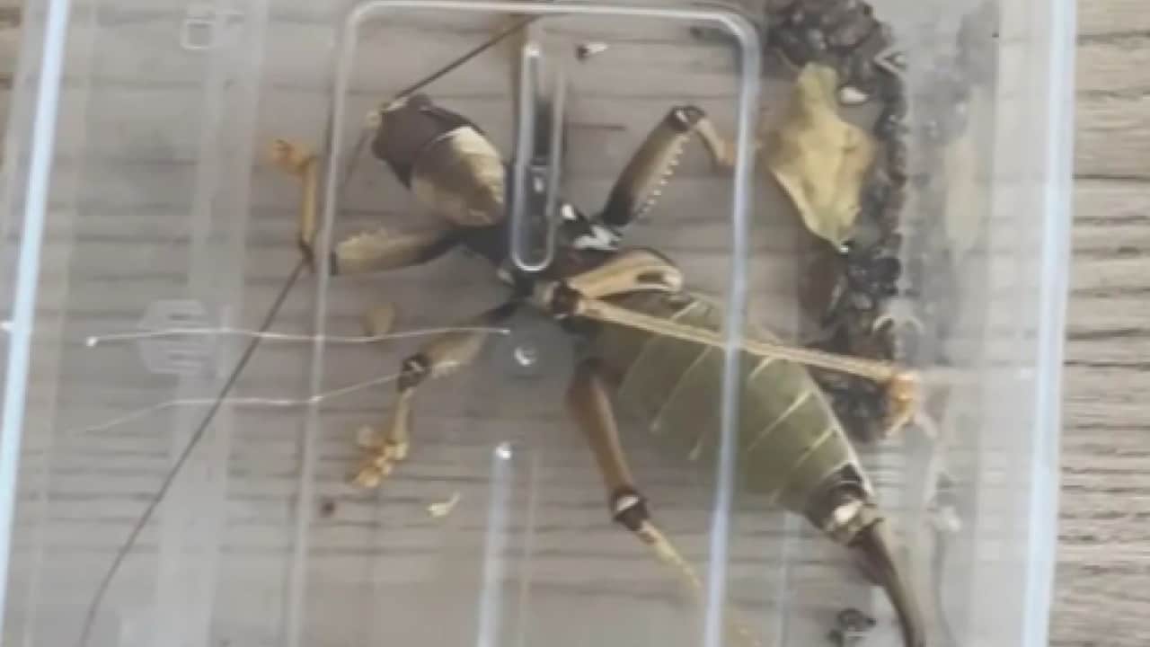 Foto - Çinliler neden çekirgelerimizin peşinde! Kaçakçılığın ardından dev karaborsa çıktı
