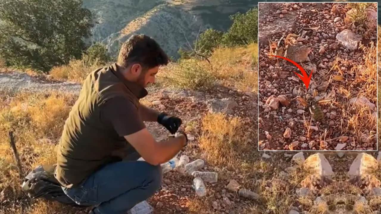 Çinliler neden çekirgelerimizin peşinde! Kaçakçılığın ardından dev karaborsa çıktı