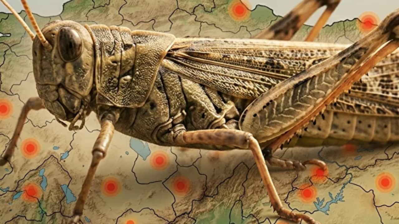 Foto - Çinliler neden çekirgelerimizin peşinde! Kaçakçılığın ardından dev karaborsa çıktı