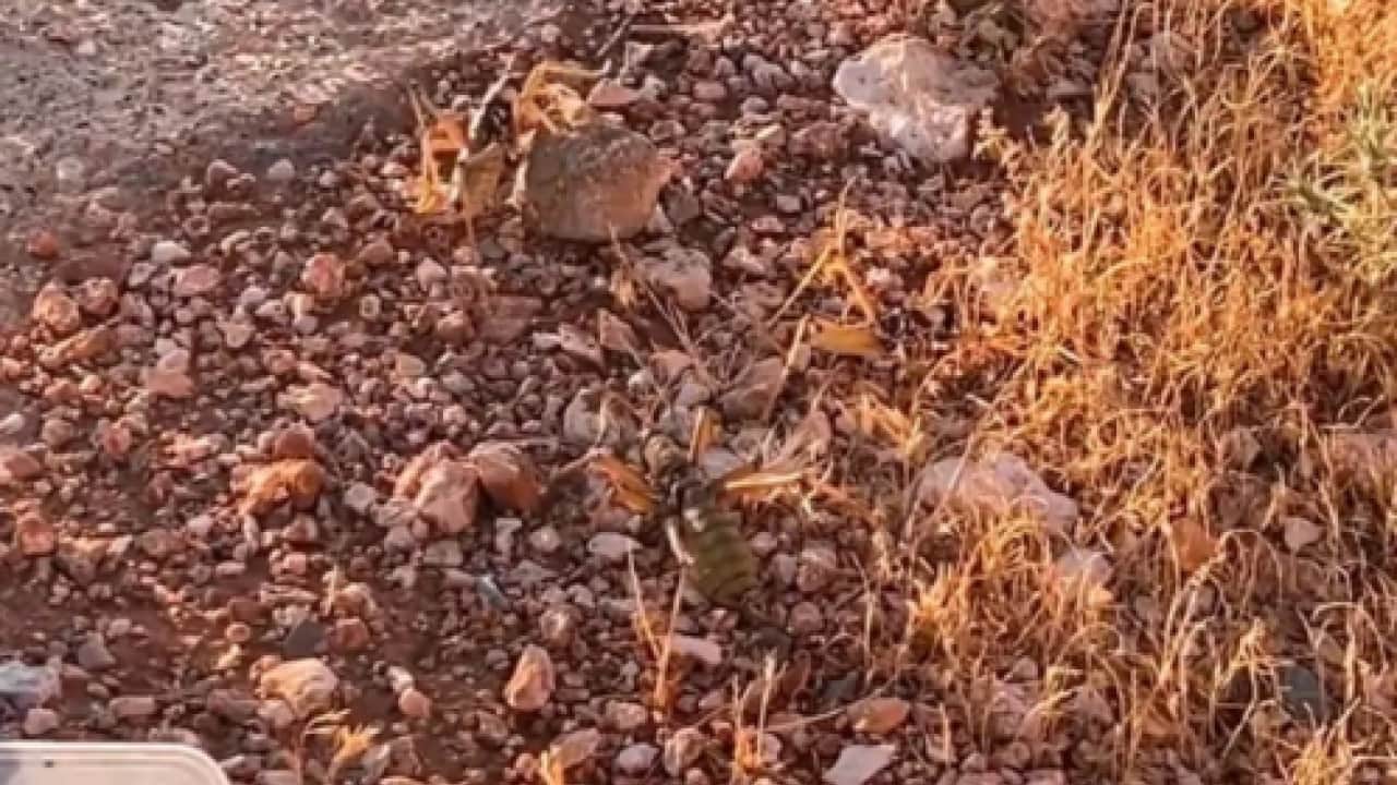 Foto - Çinliler neden çekirgelerimizin peşinde! Kaçakçılığın ardından dev karaborsa çıktı