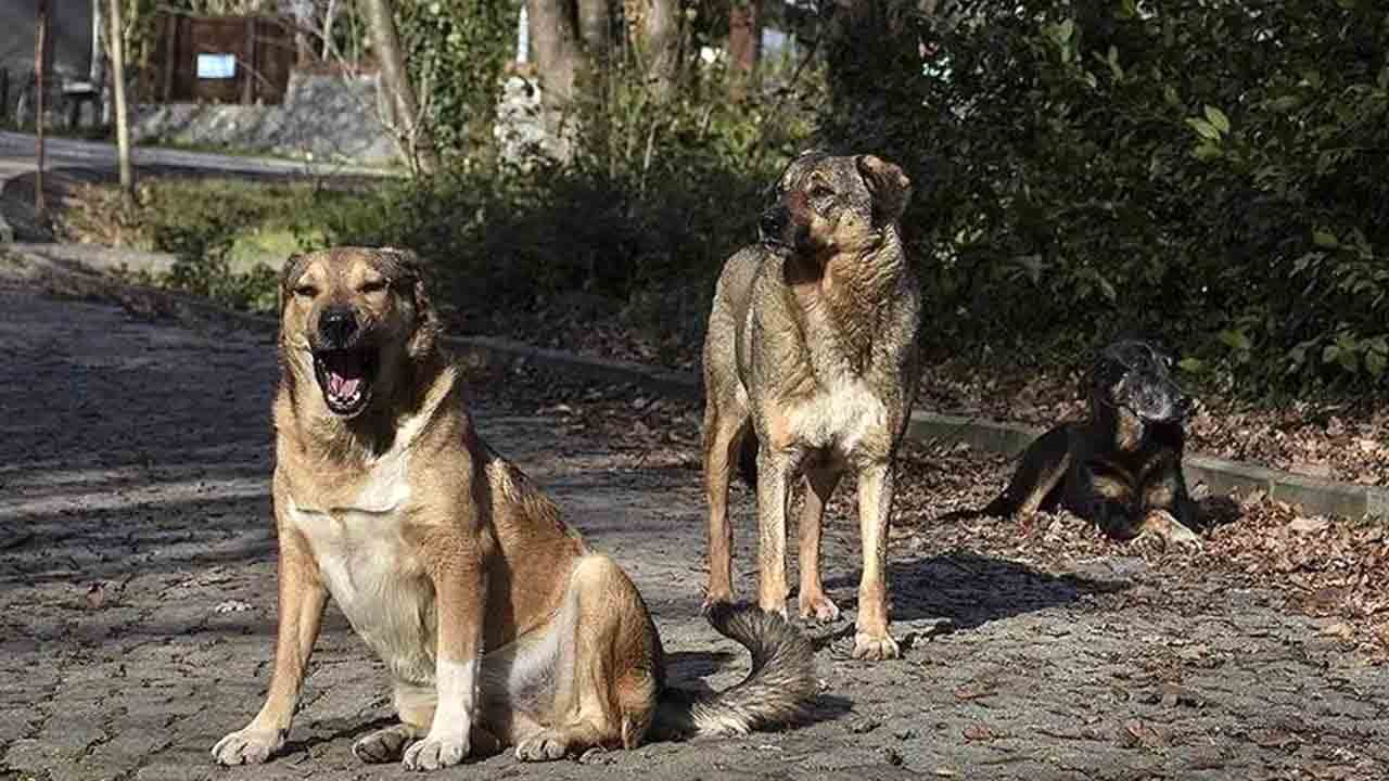 Foto - Çipsiz köpek sahibine ve hayvanını terk edene yaptırım: Kayıtdışı köpek için ağır cezalar