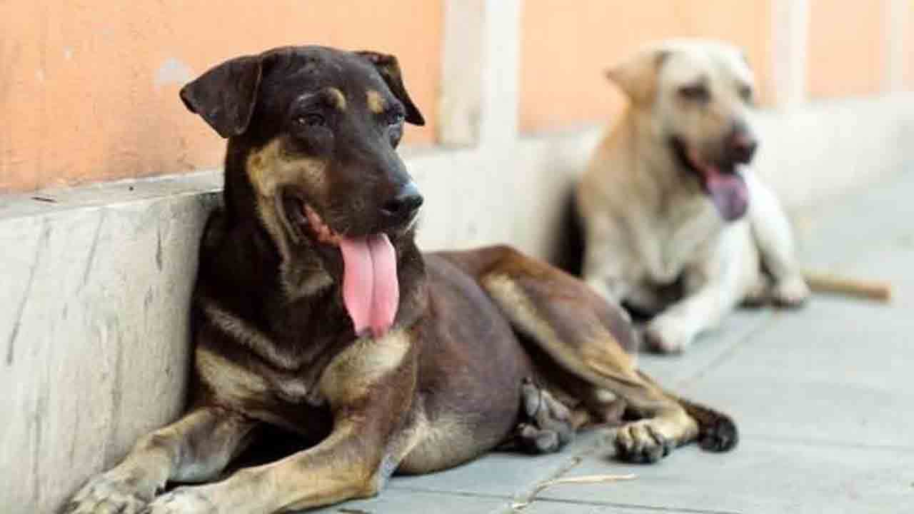 Foto - Çipsiz köpek sahibine ve hayvanını terk edene yaptırım: Kayıtdışı köpek için ağır cezalar