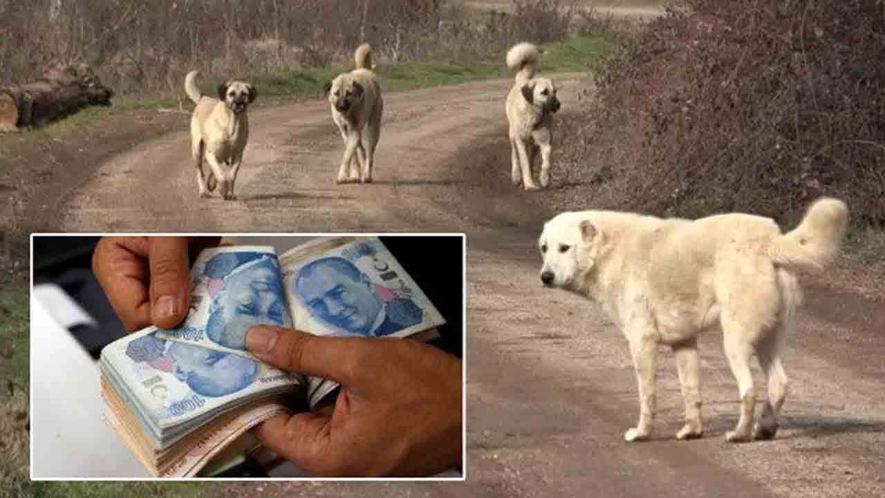 Foto - Çipsiz köpek sahibine ve hayvanını terk edene yaptırım: Kayıtdışı köpek için ağır cezalar