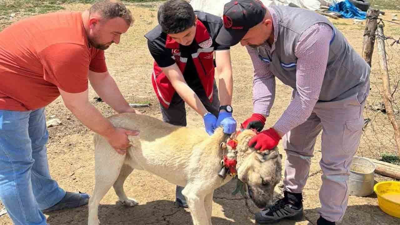 Çipsiz köpek sahibine ve hayvanını terk edene yaptırım: Kayıtdışı köpek için ağır cezalar