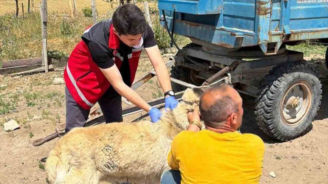 Foto - Çipsiz köpek sahibine ve hayvanını terk edene yaptırım: Kayıtdışı köpek için ağır cezalar