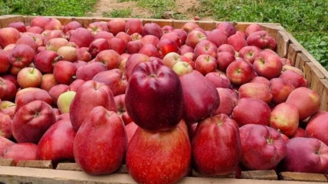 Foto - Çivril'de elma hasadı için mesai başladı