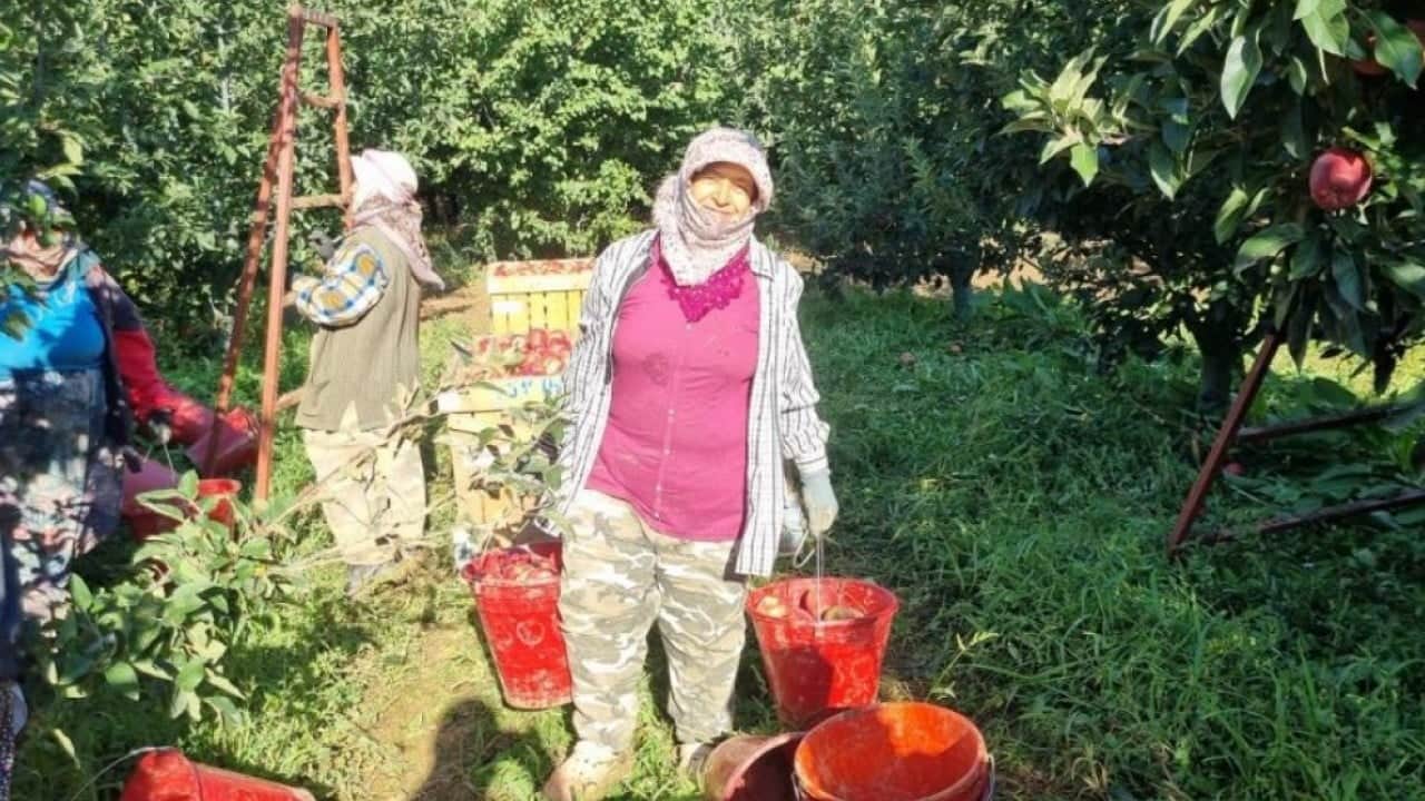 Foto - Çivril'de elma hasadı için mesai başladı