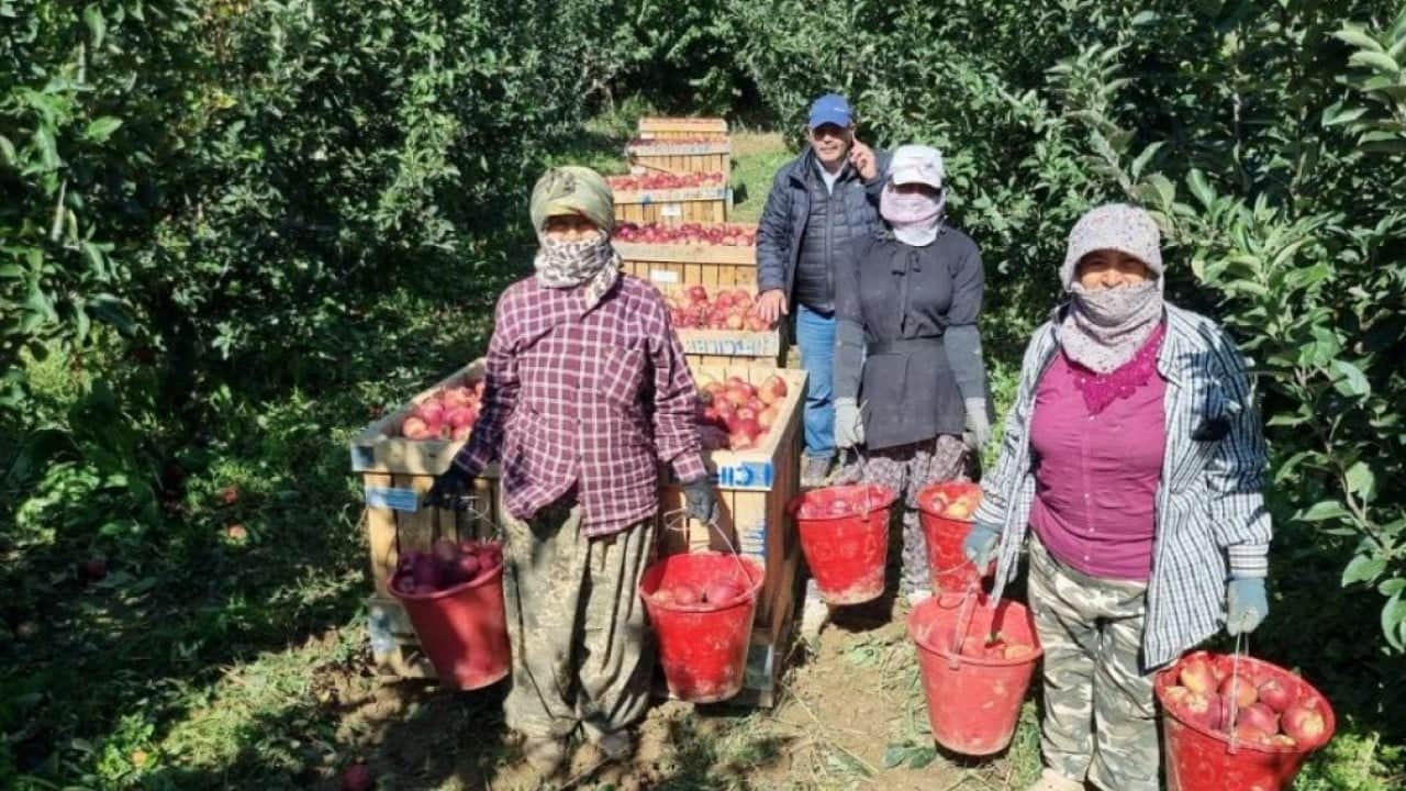 Foto - Çivril'de elma hasadı için mesai başladı