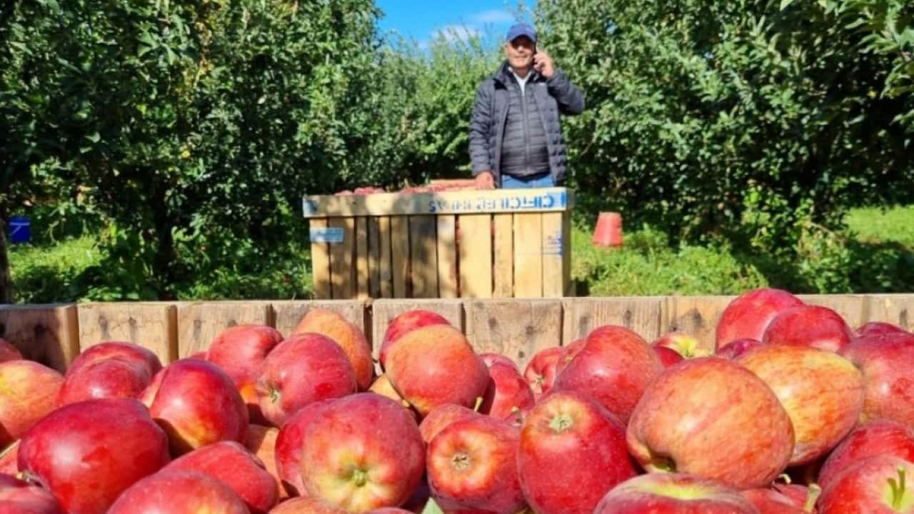 Çivril'de elma hasadı için mesai başladı