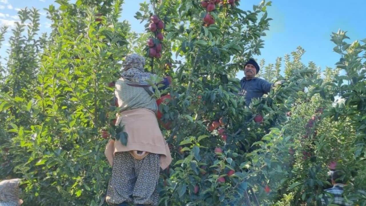 Foto - Çivril'de elma hasadı için mesai başladı