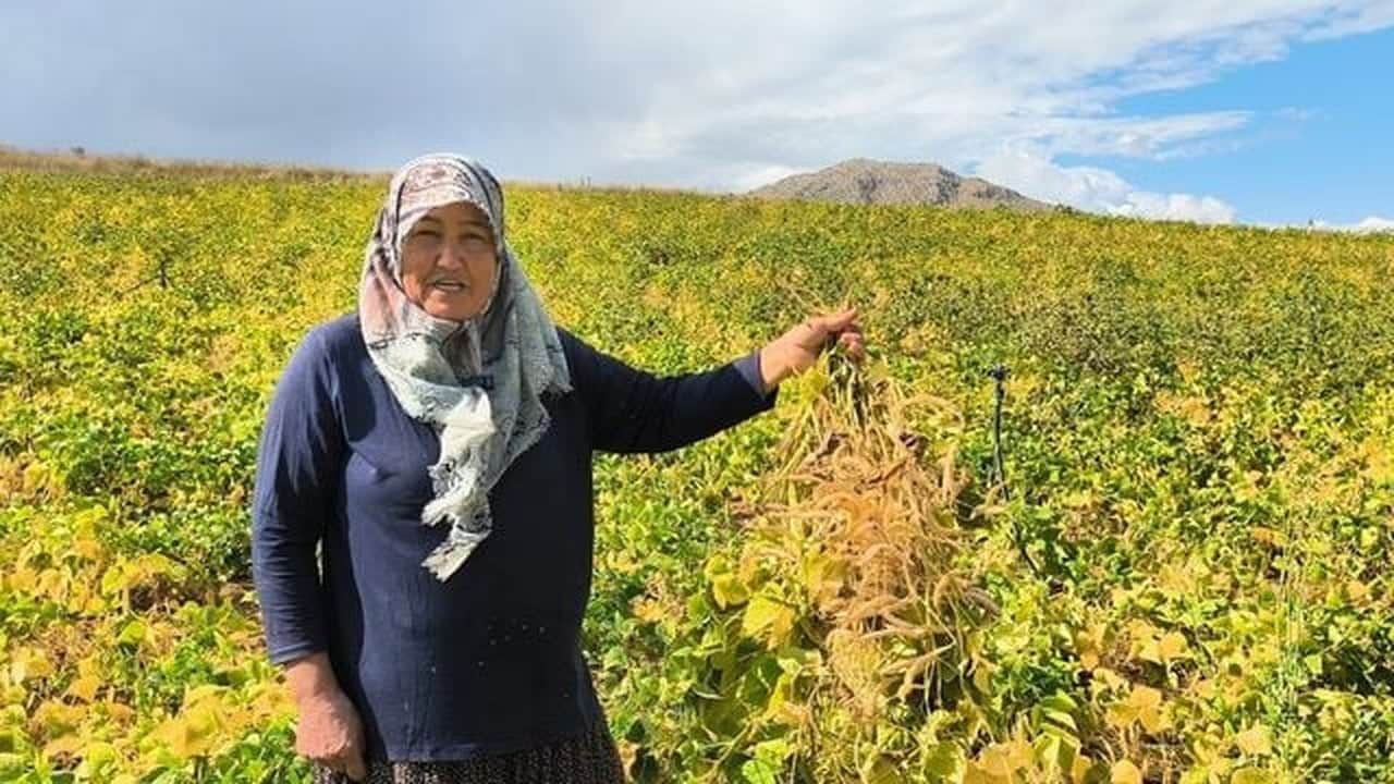 Foto - Coğrafi işaretli "beyaz altın" hasadı başladı: Kilosu 125 TL’den kapış kapış satılıyor