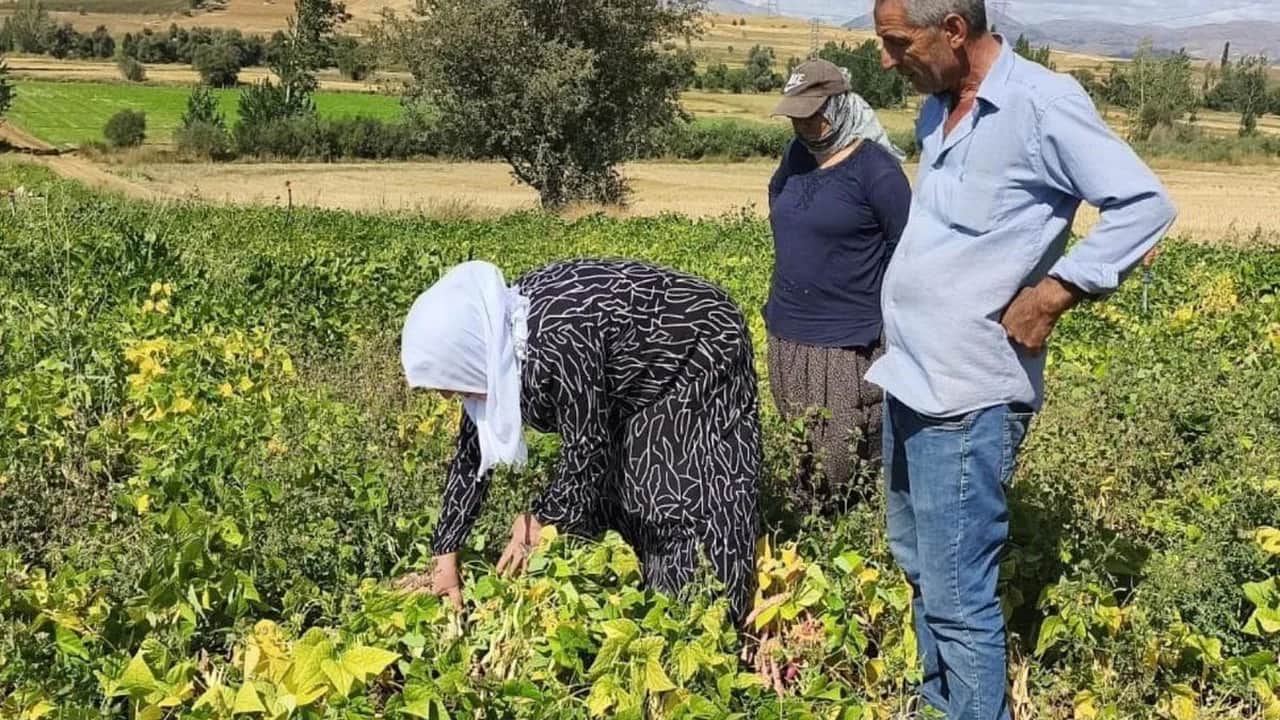 Coğrafi işaretli "beyaz altın" hasadı başladı: Kilosu 125 TL’den kapış kapış satılıyor