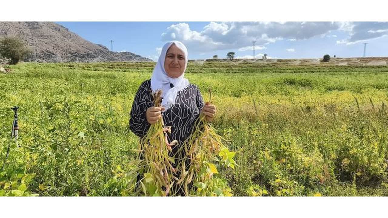 Foto - Coğrafi işaretli "beyaz altın" hasadı başladı: Kilosu 125 TL’den kapış kapış satılıyor
