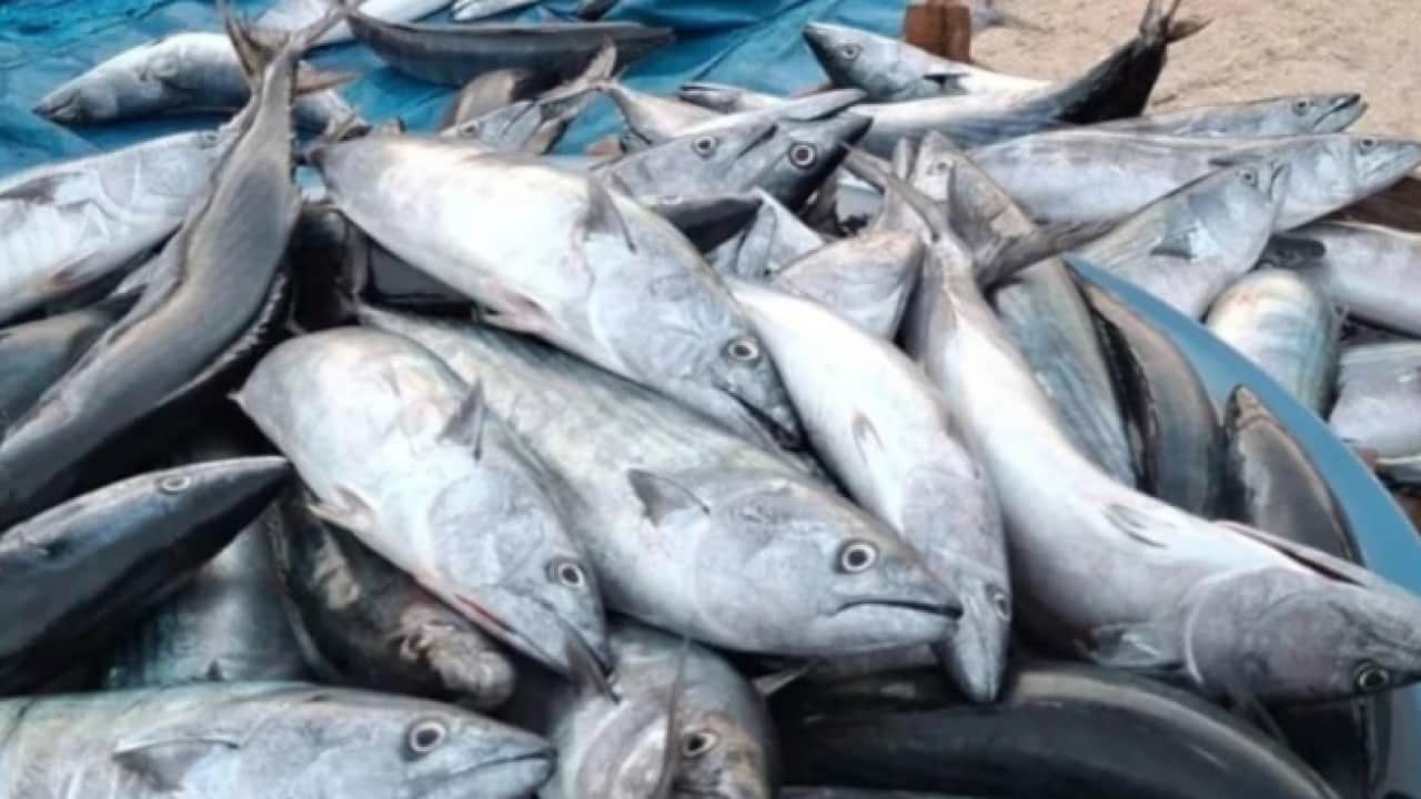 Çoğu kişinin faydasından haberi yok: Sakın temizledikten sonra çöpe atmayın!