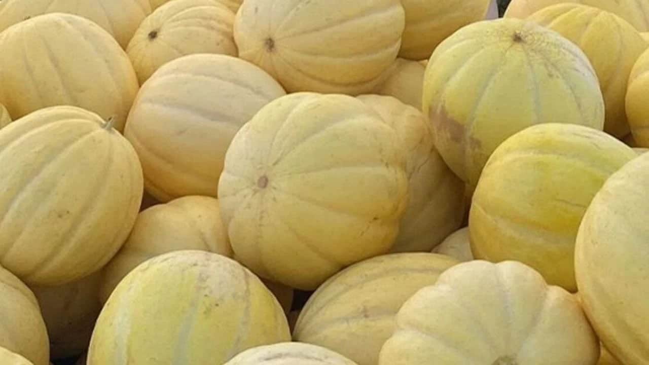 Foto - Çok bambaşka bir lezzet arıyorsanız ona Göncek kavunu diyorlar: Kilosu 40 liradan tezgahlarda! Binlerce lirayı vermeyin...