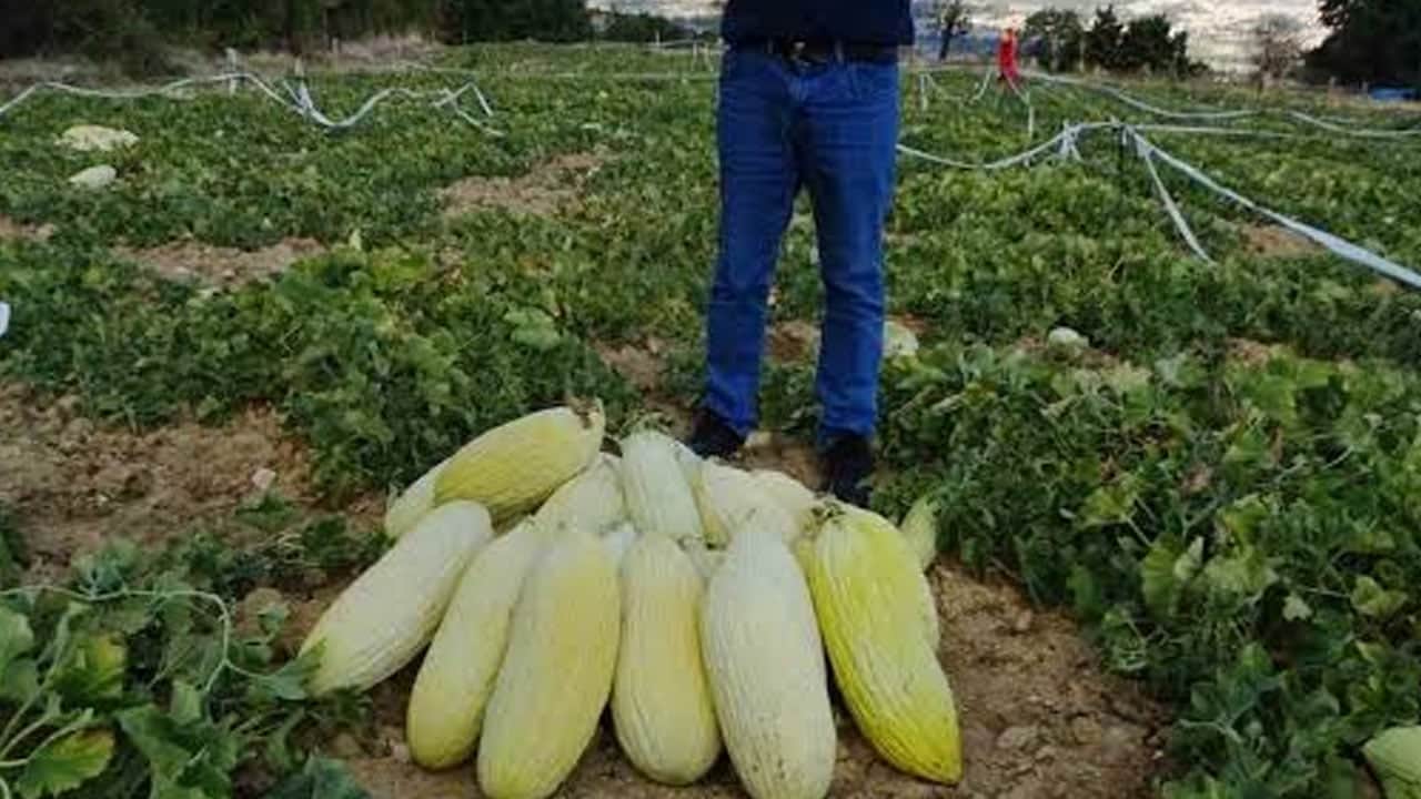 Çok bambaşka bir lezzet arıyorsanız ona Göncek kavunu diyorlar: Kilosu 40 liradan tezgahlarda! Binlerce lirayı vermeyin...