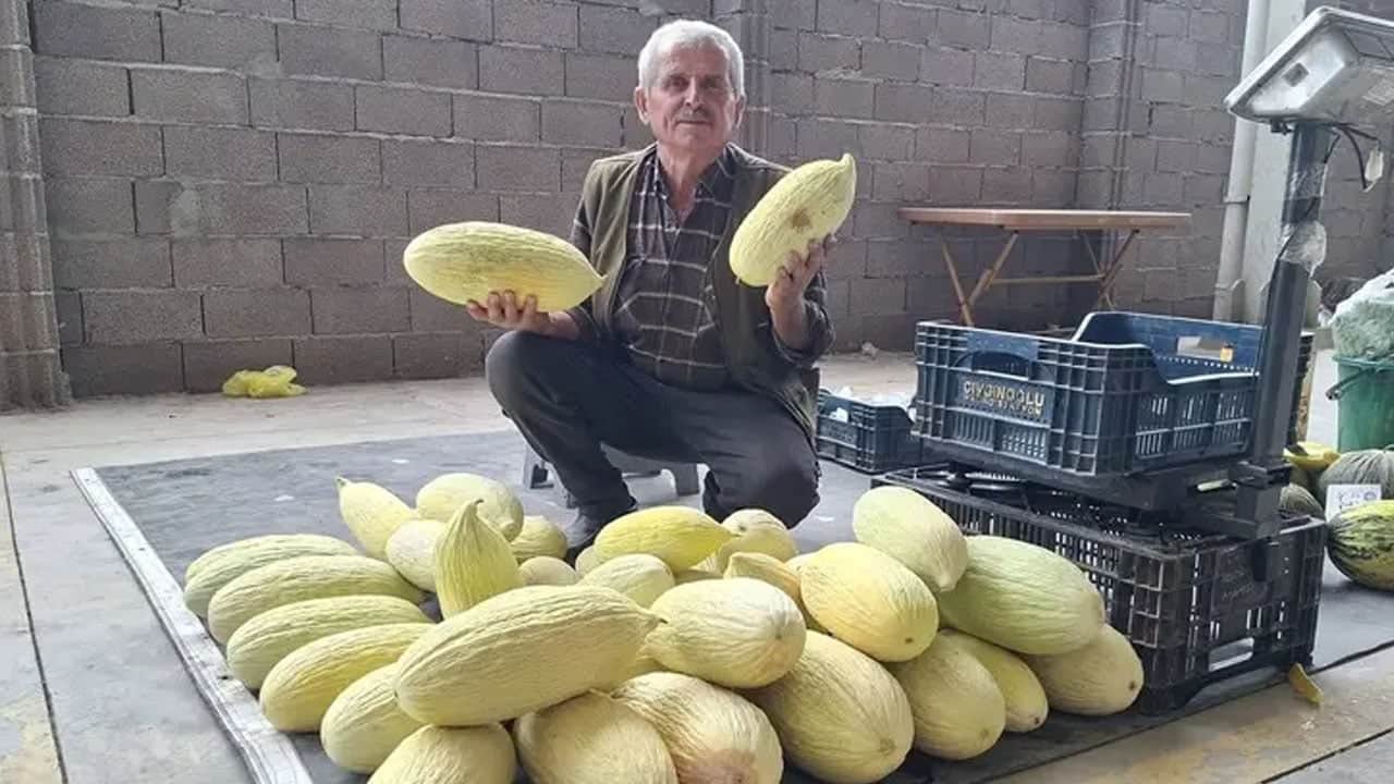 Foto - Çok bambaşka bir lezzet arıyorsanız ona Göncek kavunu diyorlar: Kilosu 40 liradan tezgahlarda! Binlerce lirayı vermeyin...