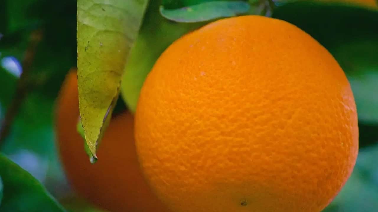 Foto - Çöp değil, 60 katı c vitamini zengini hazine: Demir ilaçlarının etkisini özellikle arttıran tek meyve...