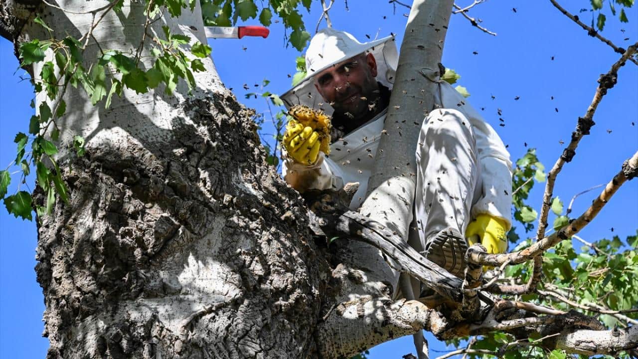 Foto - Dağları aşıyorlar! Ağaç kovuklarındaki doğal bala böyle ulaşıyorlar