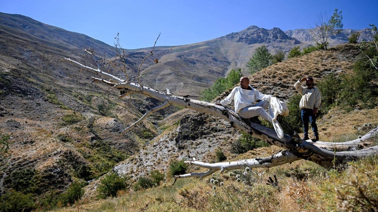 Foto - Dağları aşıyorlar! Ağaç kovuklarındaki doğal bala böyle ulaşıyorlar