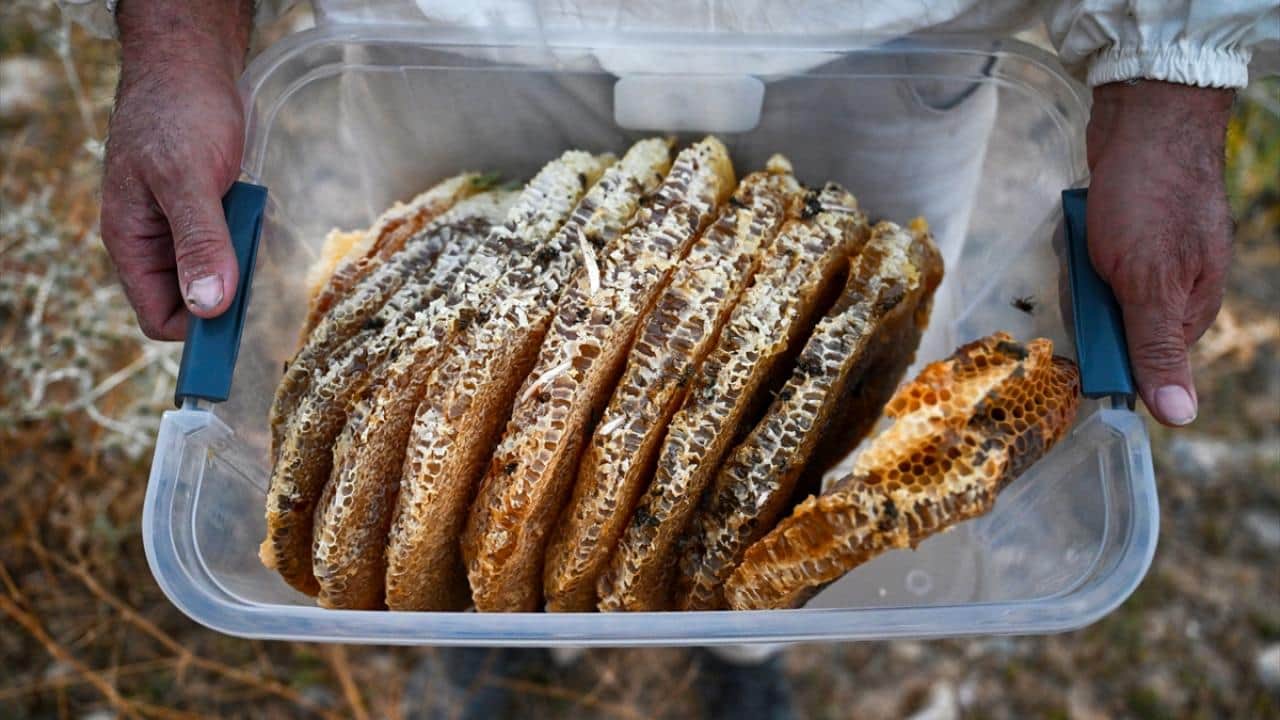 Foto - Dağları aşıyorlar! Ağaç kovuklarındaki doğal bala böyle ulaşıyorlar
