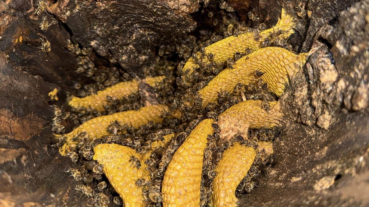Foto - Dağları aşıyorlar! Ağaç kovuklarındaki doğal bala böyle ulaşıyorlar