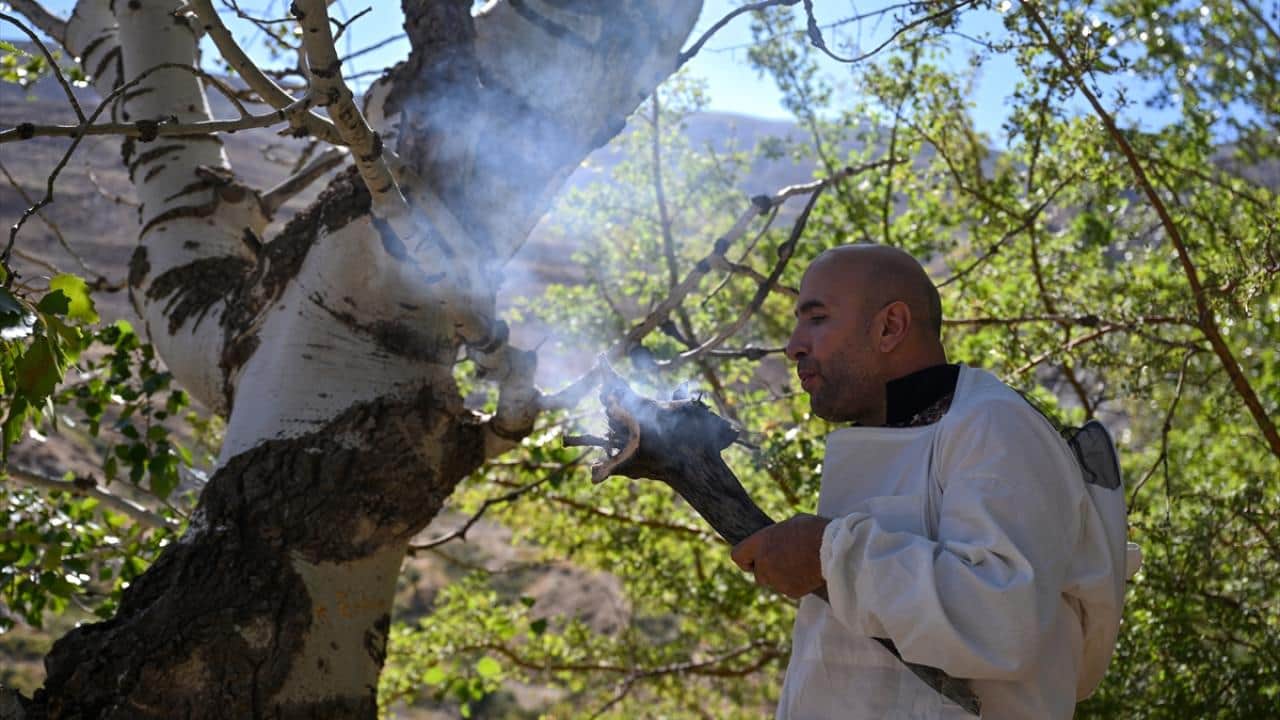 Foto - Dağları aşıyorlar! Ağaç kovuklarındaki doğal bala böyle ulaşıyorlar