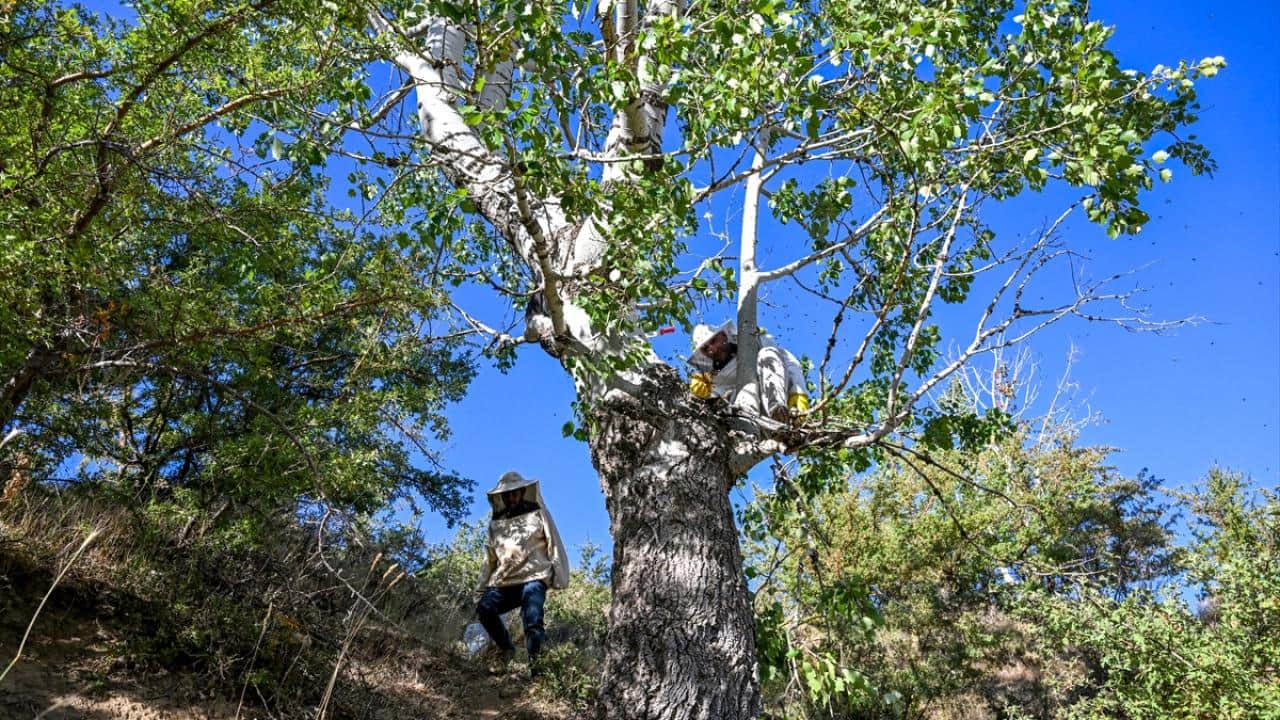 Foto - Dağları aşıyorlar! Ağaç kovuklarındaki doğal bala böyle ulaşıyorlar