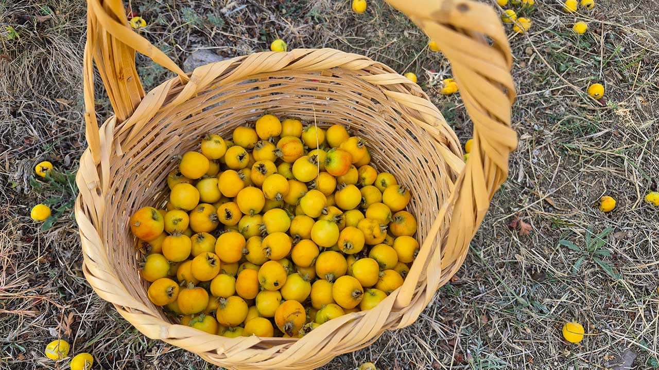Foto - Dağların şifa deposu köylülerin yüzünü güldürdü! Her derde deva...