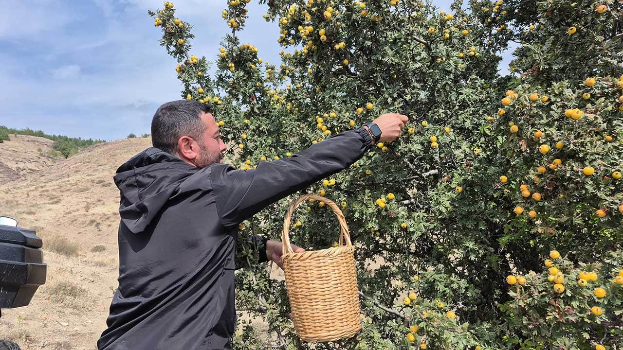 Foto - Dağların şifa deposu köylülerin yüzünü güldürdü! Her derde deva...