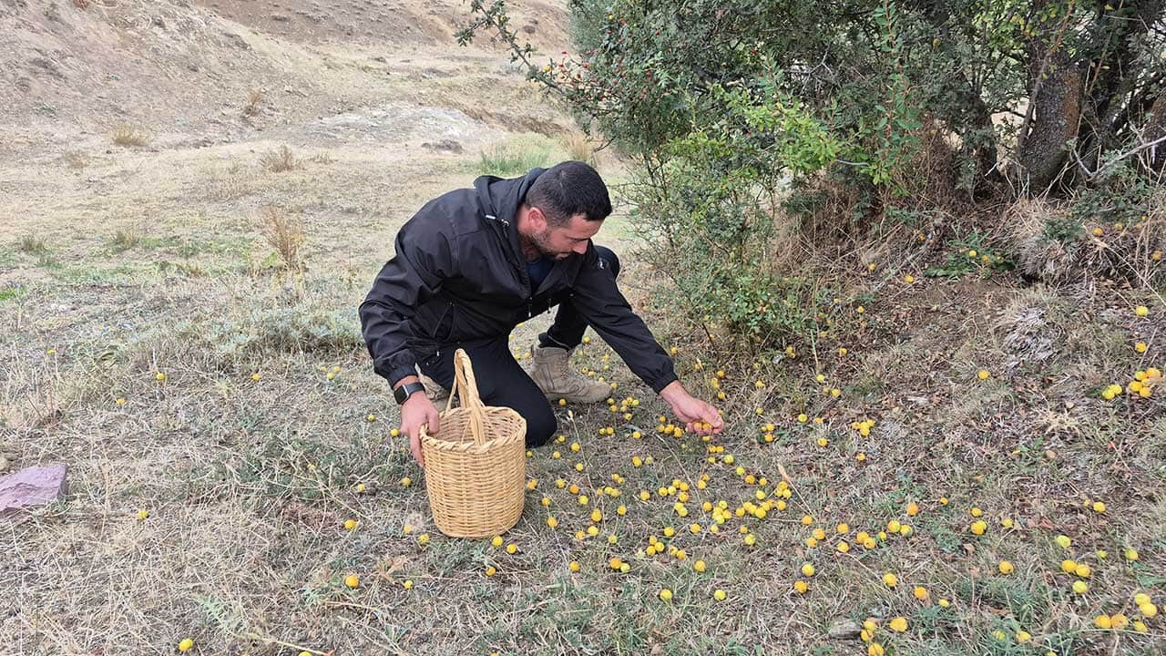 Foto - Dağların şifa deposu köylülerin yüzünü güldürdü! Her derde deva...