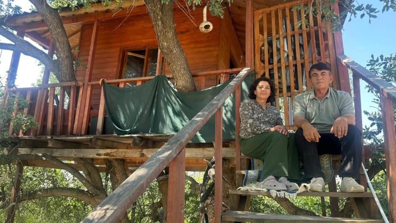 Foto - Dallar odaların içinden geçiyor 150 yıllık ağaç yuvaları oldu