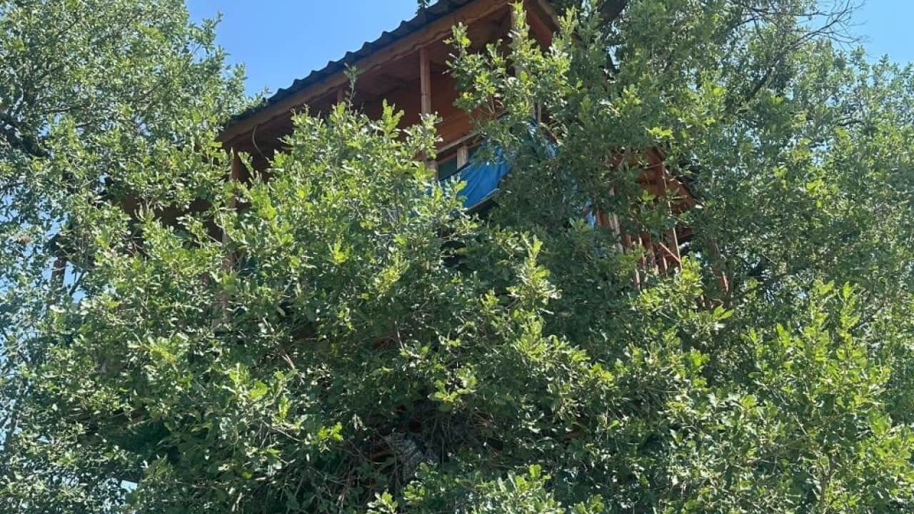 Foto - Dallar odaların içinden geçiyor 150 yıllık ağaç yuvaları oldu