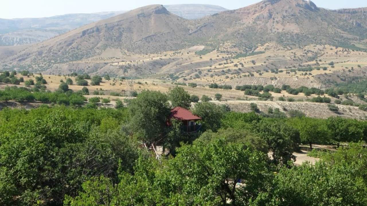 Foto - Dallar odaların içinden geçiyor 150 yıllık ağaç yuvaları oldu
