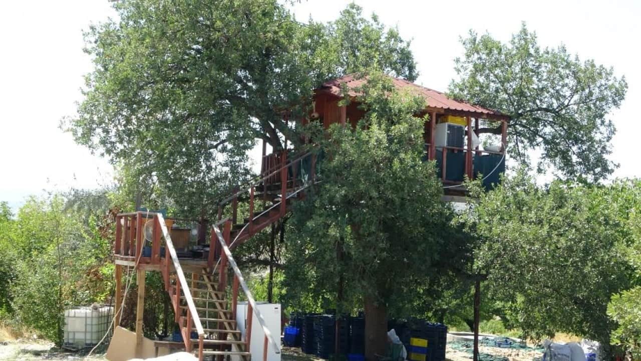 Dallar odaların içinden geçiyor 150 yıllık ağaç yuvaları oldu